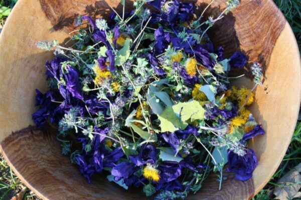 tisane "maux d'hiver" serpolet mauve tussilage soins naturopathie nature ferme bio yourte végétale saint françois longchamp savoie bien être