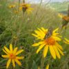 Arnica teinture mère bio yourte végétale montaimont saint françois longchamp savoie ferme agriculture
