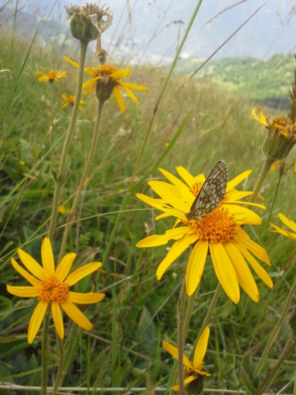 Arnica teinture mère bio yourte végétale montaimont saint françois longchamp savoie ferme agriculture