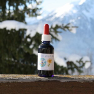Arnica teinture mère bio yourte végétale montaimont saint françois longchamp savoie ferme agriculture