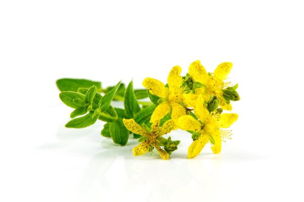 huile rouge de millepertuis soins naturopathie nature ferme bio yourte végétale saint françois longchamp savoie bien être