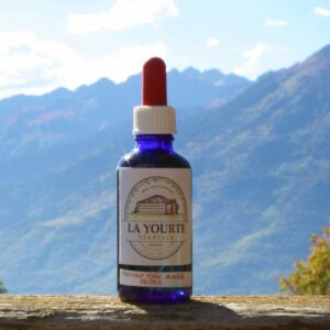 'Achillée Millefeuille bio yourte végétale montaimont saint françois longchamp savoie ferme agriculture
