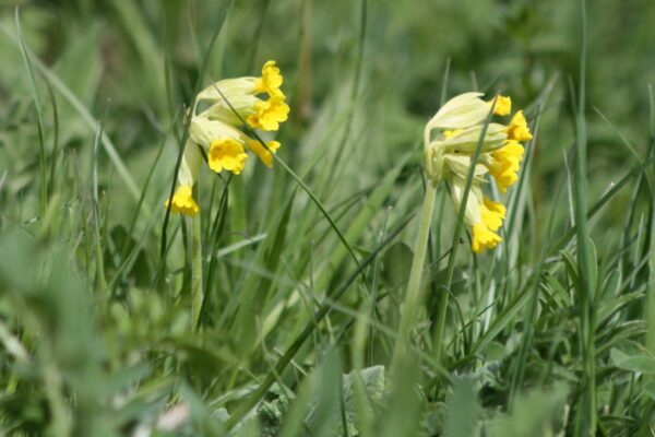primevère officinale coucou soins naturopathie nature ferme bio yourte végétale saint françois longchamp savoie bien être