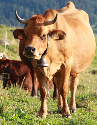 vache production laitière beaufort planches traiteur brunch box produits du terroir l' épicière savoie saint françois longchamp mysfl