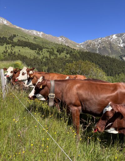 vaches la ferme des belles du loup boutique l'épicière saint françois longchamp col de la madeleine
