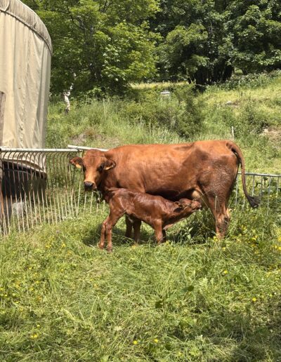 vache tarine et son veau la ferme des belles du loup boutique l'épicière saint françois longchamp col de la madeleine savoie