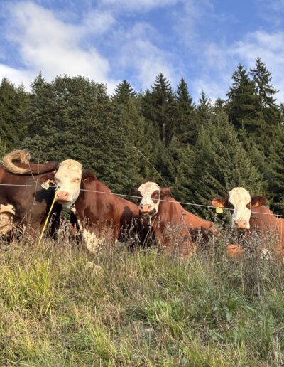 vaches en alpage qui nous regardent saint françois longchamp valbuche savoie la ferme des belles du loup