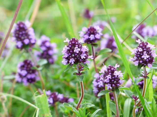 Le serpolet : la plante des montagnes qui soigne tout !